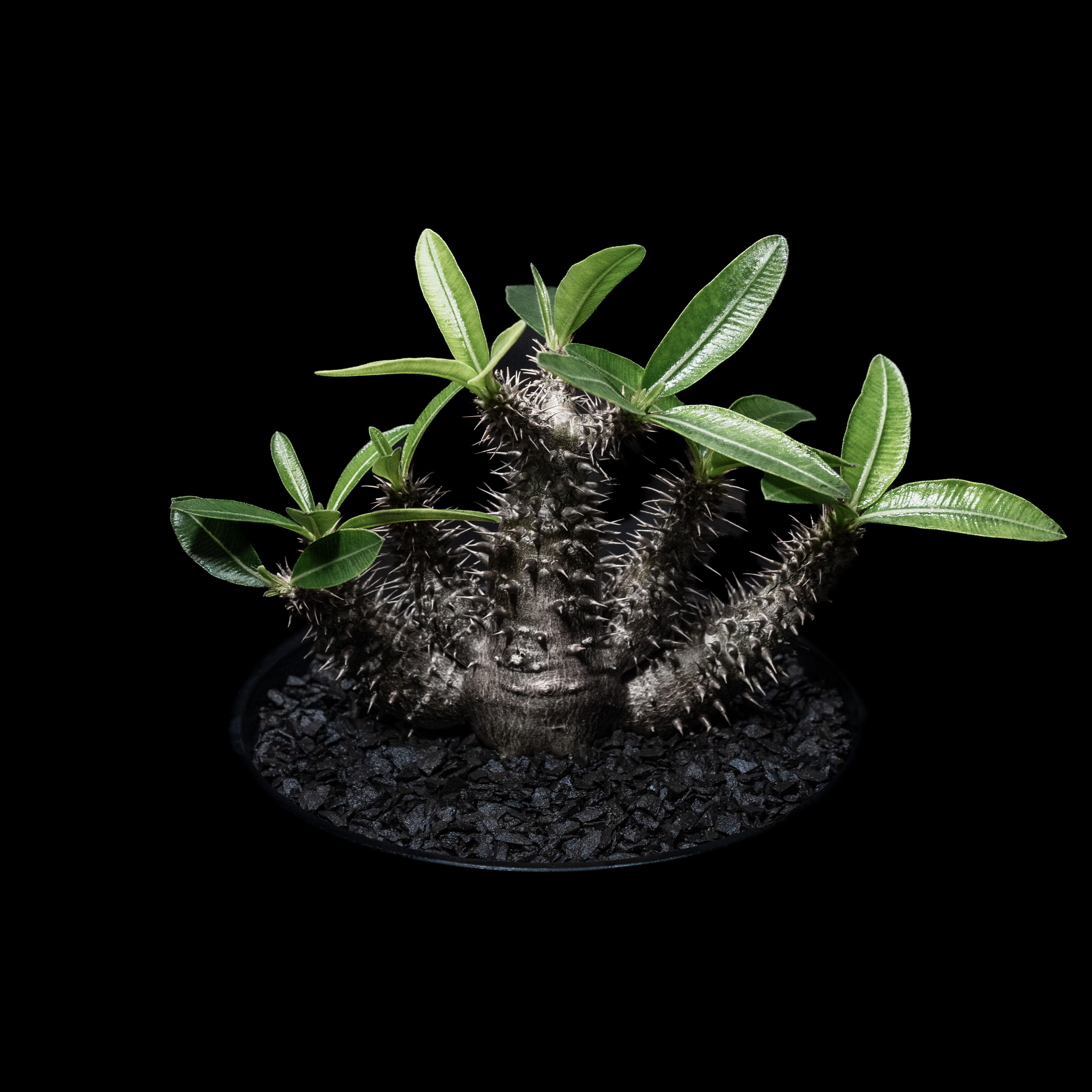 落葉中】パキポディウム マカイエンセ / Pachypodium makayense | D