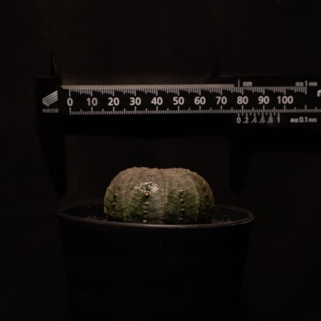 ユーフォルビア オベサ / Euphorbia obesa #2