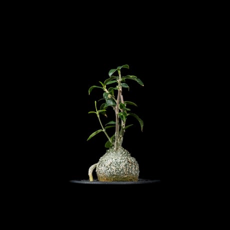 フォッケア エデュリス / Fockea edulis #7