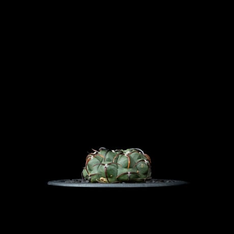 ギムノカリキウム バッテリー / Gymnocalycium vatteri