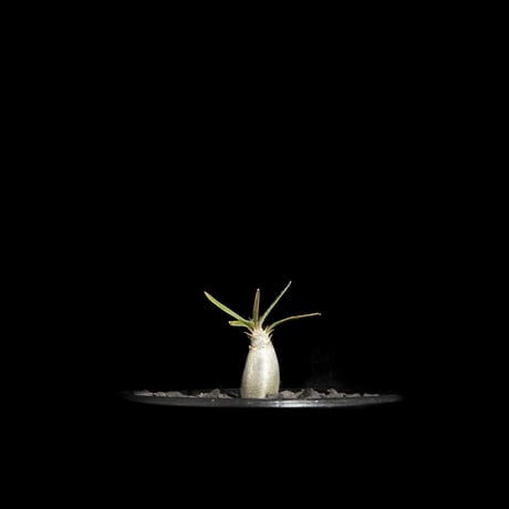 パキポディウム グラキリス / Pachypodium rosulatum var. gracilius #63