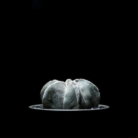 アストロフィツム 鸞鳳玉 / Astrophytum myriostigma