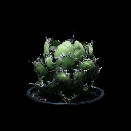 アガベ チタノタ ブラック&ブルー / Agave titanota ‘Black & Blue’ #17