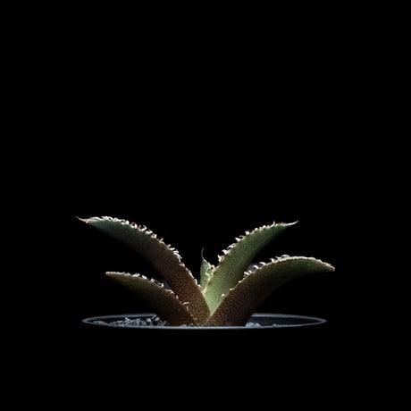アガベ チタノタ レッド・キャットウィーズル / Agave titanota ‘Red Catweazle’ #4