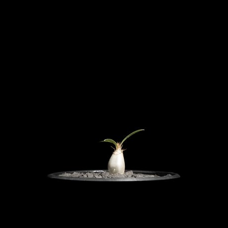 パキポディウム グラキリス / Pachypodium rosulatum var. gracilius #62
