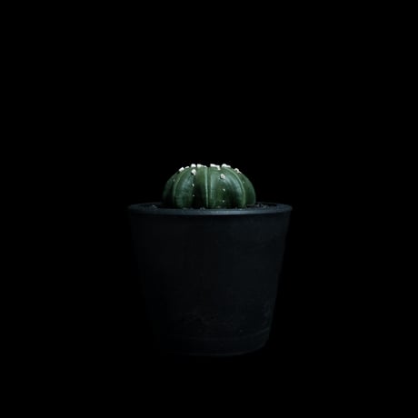アストロフィツム アステリアス ヒトデ型 / Astrophytum asterias 'Star Shape' #44