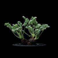 ペラルゴニウム アッペンディクラツム / Pelargonium appendiculatum #4