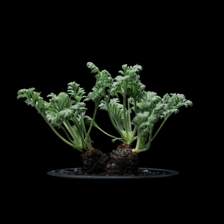 ペラルゴニウム アッペンディクラツム / Pelargonium appendiculatum #4