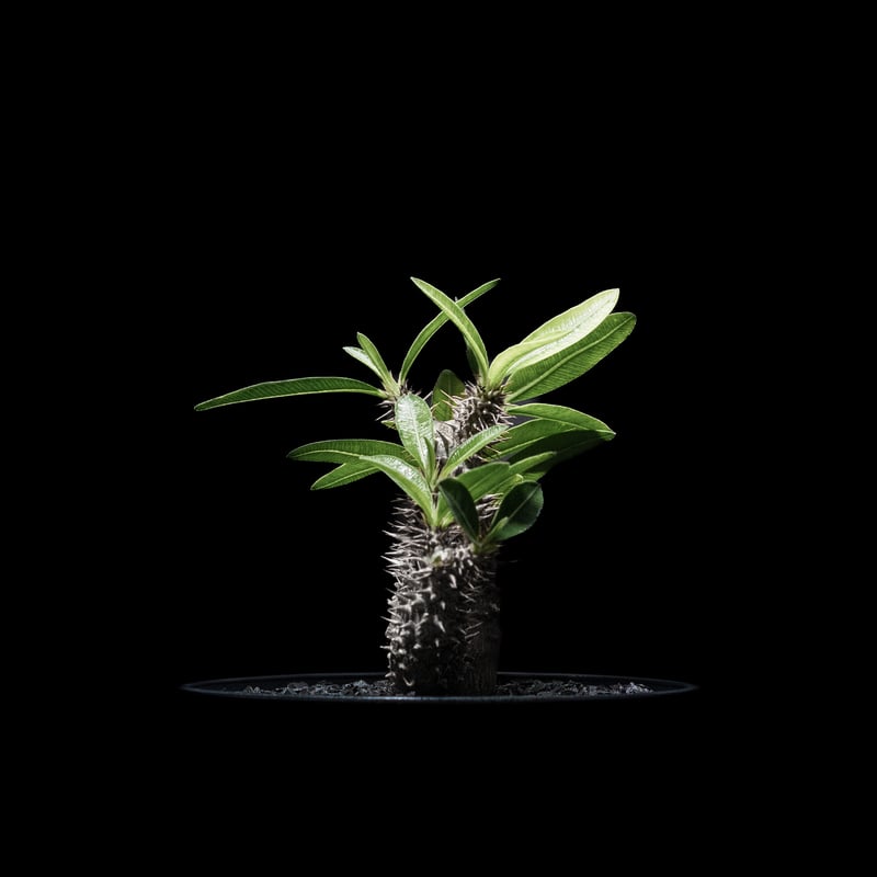 落葉中】パキポディウム マカイエンセ / Pachypodium makayense | D