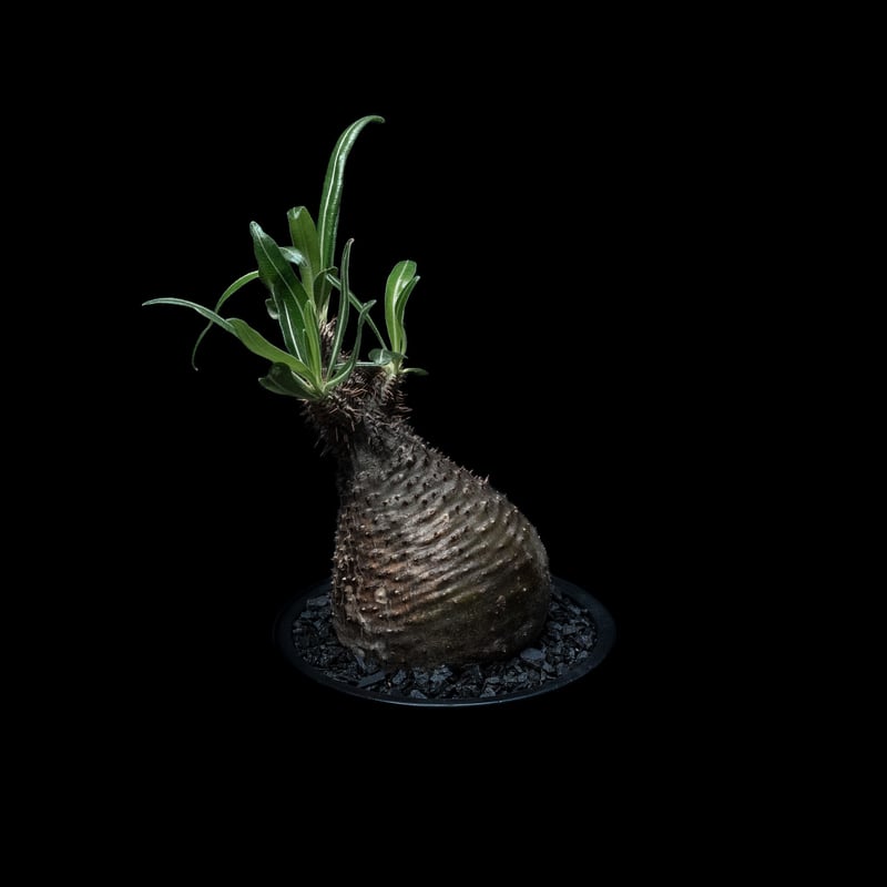 パキポディウム グラキリス / Pachypodium rosulatum var. grac