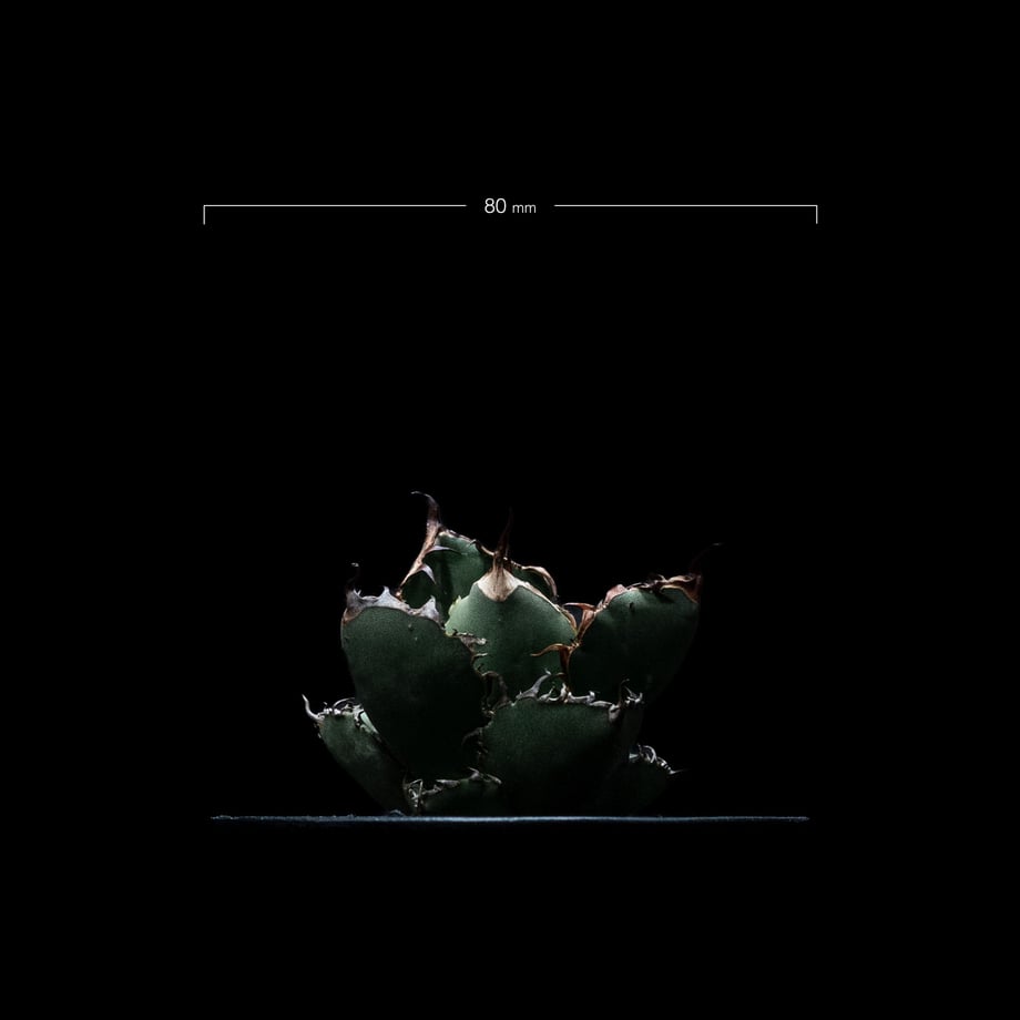 651f680524b81910e3b7d8d3