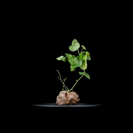ディオスコレア 亀甲竜 / Dioscorea elephantipes #1