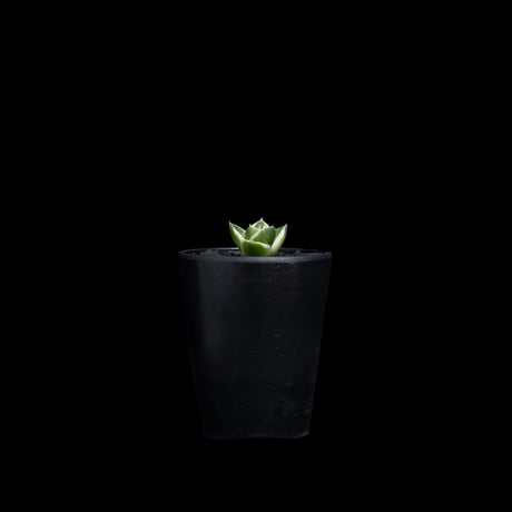 アガベ 王妃笹の雪 A型 白覆輪斑 ピンキー / Agave filifera var. compacta 'Pinky' #1