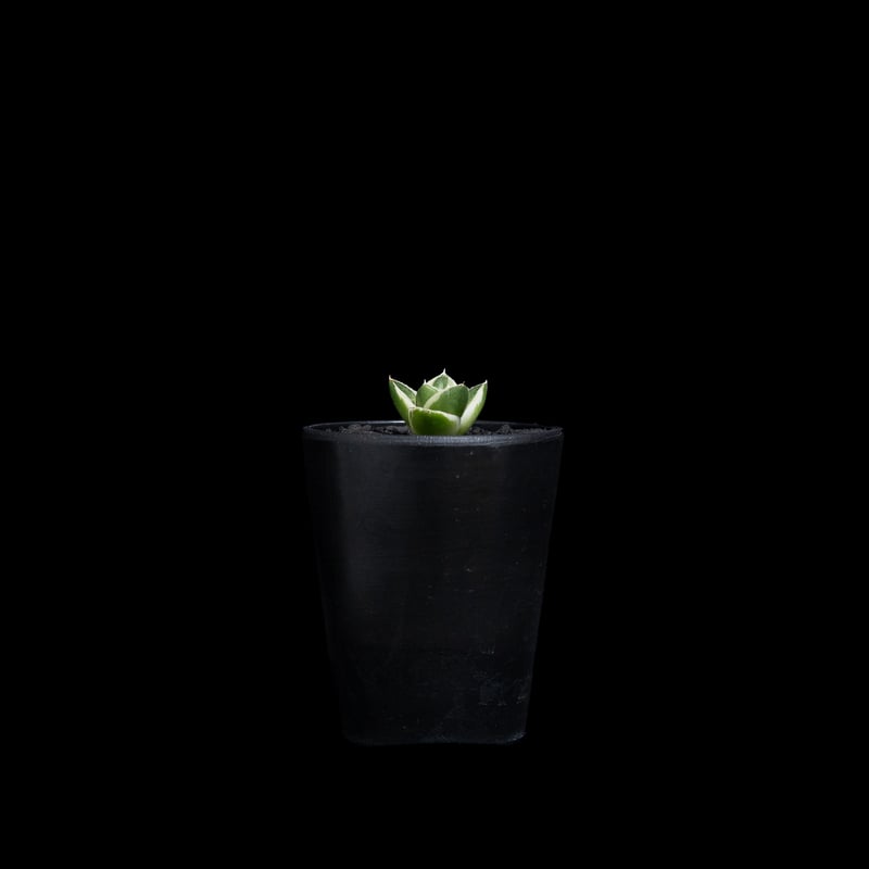 アガベ 王妃笹の雪 A型 白覆輪斑 ピンキー / Agave filifera var. co