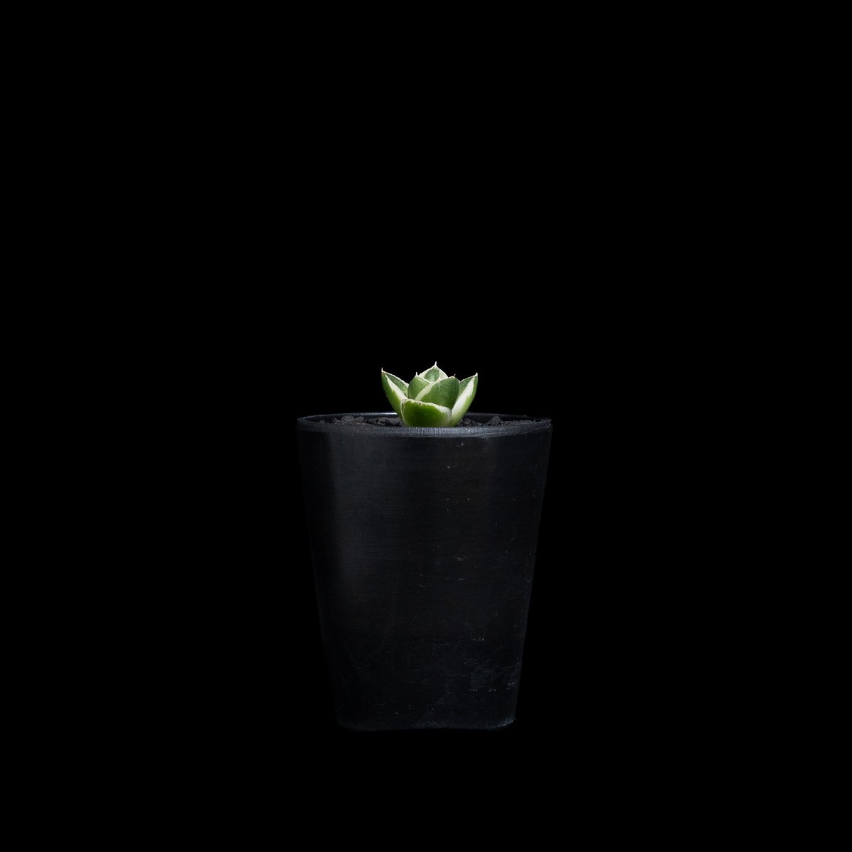 アガベ 王妃笹の雪 A型 白覆輪斑 ピンキー / Agave filifera var