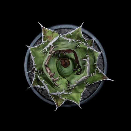 アガベ チタノタ 黒火焔 / Agave titanota ‘Black Fire’ #2