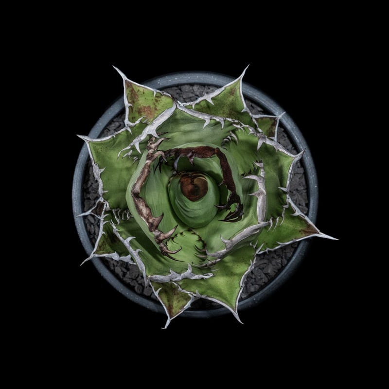 アガベ チタノタ 黒火焔 / Agave titanota 'Black Fire' #2 |