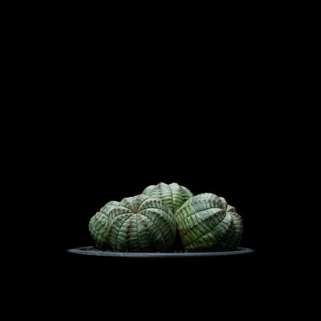 木質化オベサ | STORES