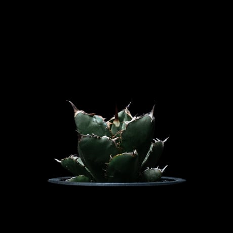 アガベ チタノタ ブラック&ブルー / Agave titanota ‘Black & Blue’ #16
