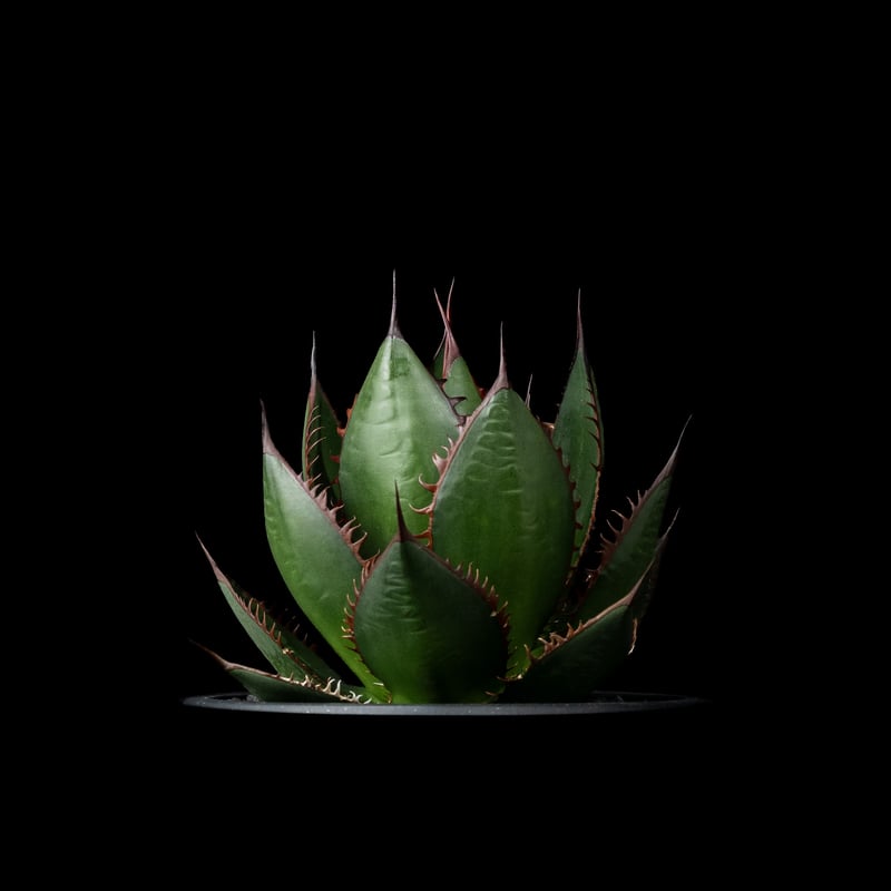 アガベホリダ極上株　Agave horrida No.AHRD021 アガベ ホリダ / Agave horrida ssp. horrida #6 | Ducks