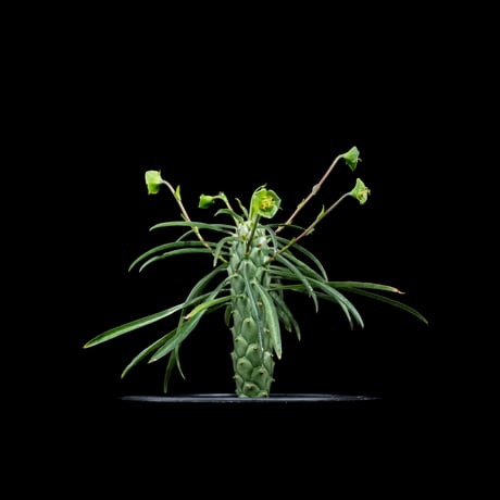ユーフォルビア ブバリナ / Euphorbia bubalina #1