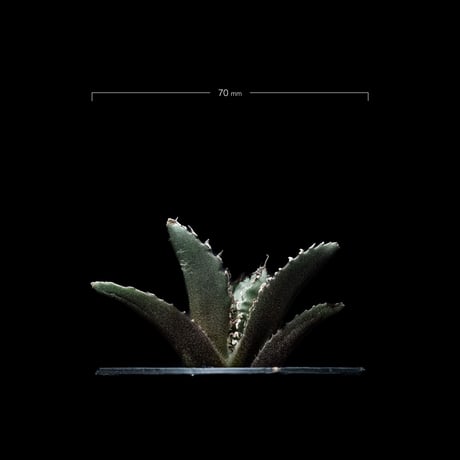 アガベ チタノタ 白鯨 / Agave titanota ‘White Whale’ #19
