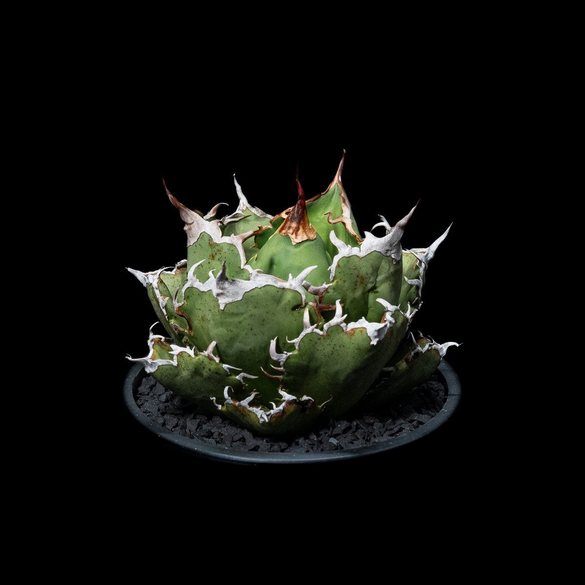 アガベ　ホリダ　白中斑　極上美株　鉢のまま発送 希少種】アガベ ホリダ白中斑 #horrida agave チタノタ 氷山