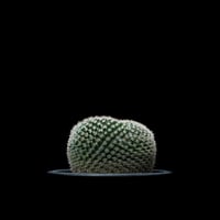 マミラリア 大福丸 / Mammillaria perbella #1