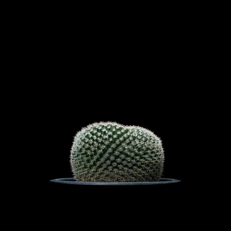 マミラリア 大福丸 / Mammillaria perbella #1