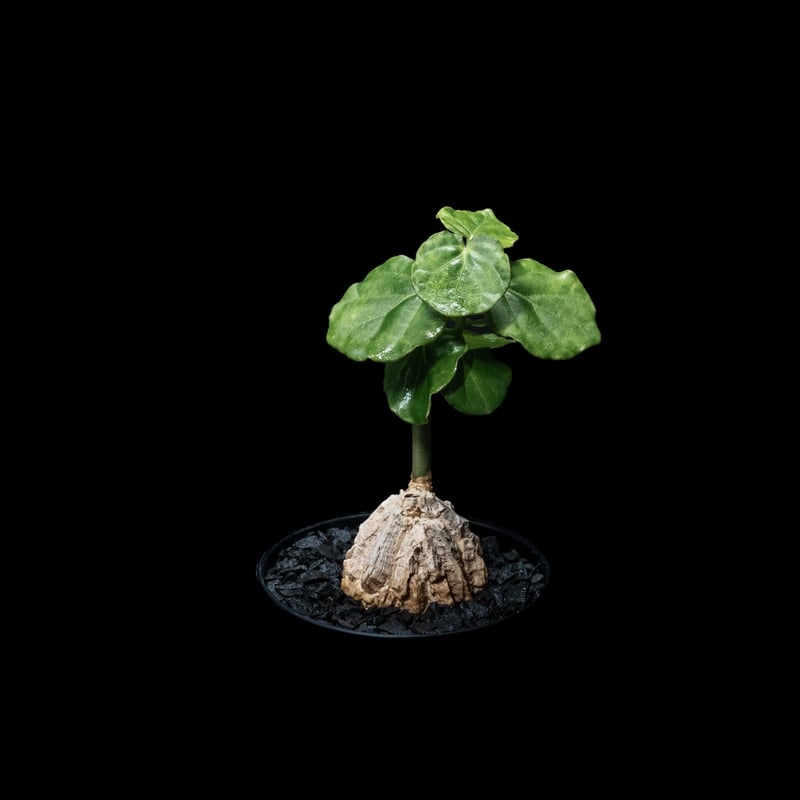 マテレア シクロフィラ / Matelea cyclophylla #7 | Ducks (