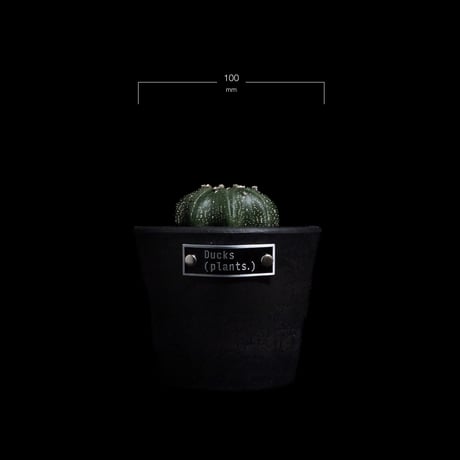 アストロフィツム アステリアス ヒトデ型 / Astrophytum asterias 'Star Shape' #41