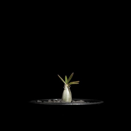 パキポディウム グラキリス / Pachypodium rosulatum var. gracilius #63
