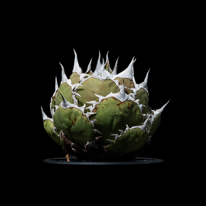 アガベ チタノタ 鯊魚劍 / Agave titanota 'Shark Sword' #1