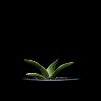 アガベ 王妃笹の雪 A型 白覆輪斑 ピンキー / Agave filifera var. co