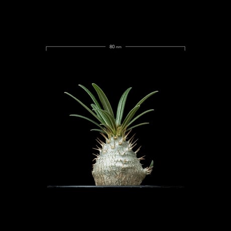 パキポディウム グラキリス / Pachypodium rosulatum var. gracilius #55