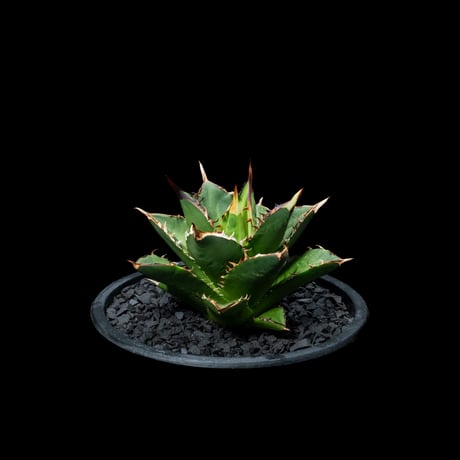 アガベ チタノタ 大島 / Agave titanota ‘Oshima’ #1
