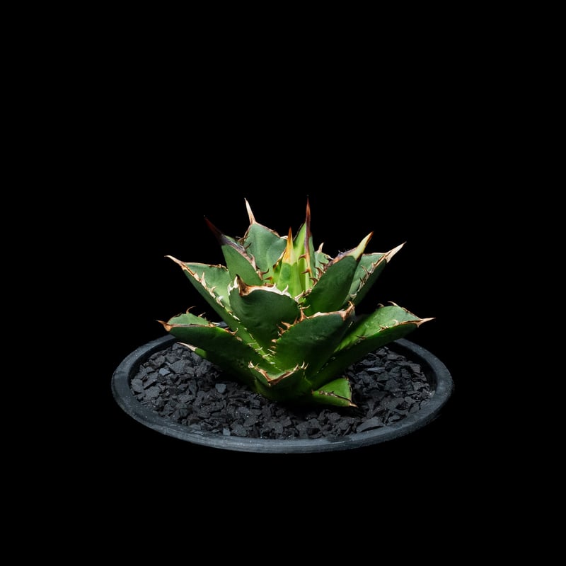 アガベ チタノタ　大島　発根済みです！ アガベ チタノタ 大島 / Agave titanota 'Oshima' #1 | Duck