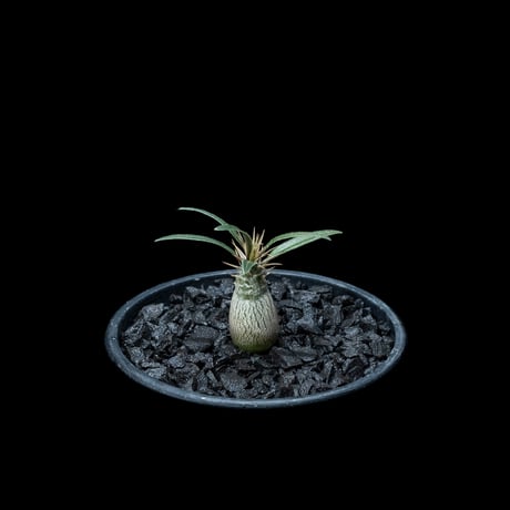 パキポディウム グラキリス / Pachypodium rosulatum var. gracilius #49