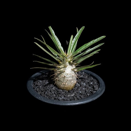 パキポディウム グラキリス / Pachypodium rosulatum var. gracilius #69