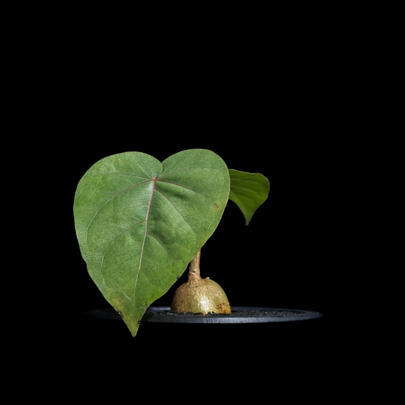 フィカス ペティオラリス / Ficus petiolaris #1 | Ducks ( pl