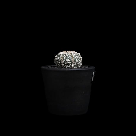 アストロフィツム アステリアス V-type / Astrophytum asterias 'V-type' #6