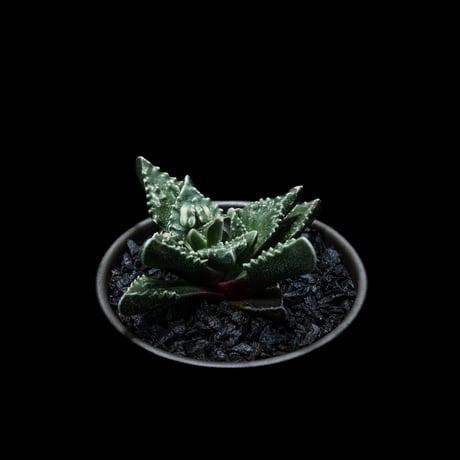 フォーカリア 荒波 / Faucaria tuberculosa ‘Aranami’