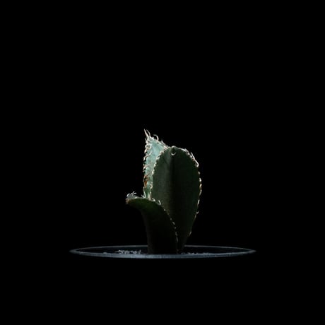 アガベ チタノタ 白鯨 / Agave titanota ‘White Whale’ #44