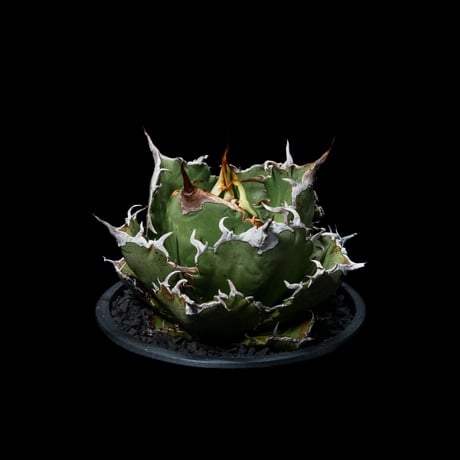 アガベ チタノタ 白鯨 / Agave titanota ‘White Whale’ #38