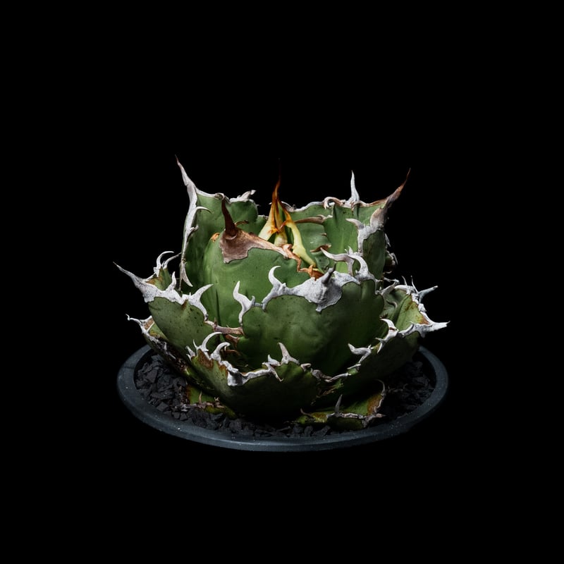 アガベ チタノタ 白鯨 / Agave titanota 'White Whale' #38