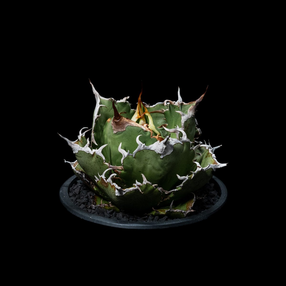 アガベ チタノタ 白鯨 / Agave titanota 'White Whale' #38 アガベ チタノタ 白鯨 / Agave titanota 'White Whale' #38