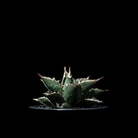 アガベ 王妃笹の雪 A型 白覆輪斑 ピンキー / Agave filifera var. co