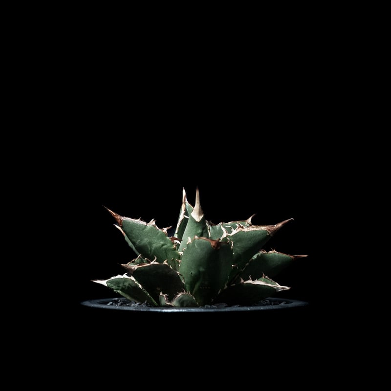 アガベ チタノタ 大島 / Agave titanota 'Oshima' #2 | Duck