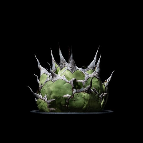 アガベ チタノタ ハデス / Agave titanota ‘Hades’ #2