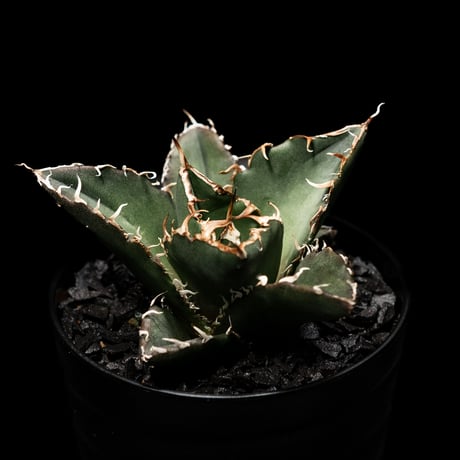 アガベ チタノタ 白鯨 / Agave titanota ‘White Whale’ #2